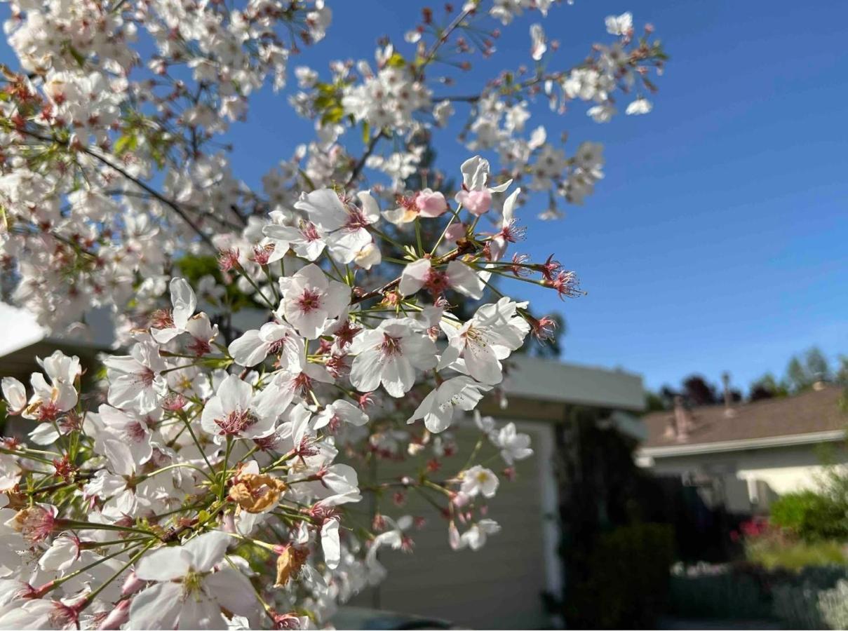 Palo Alto Quiet 1 Bedroom Stanford University 외부 사진